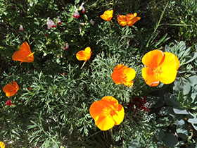 CA Poppies